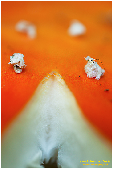 Funghi, toadstools, fungi, fungus, val d'Aveto, Nature photography, macrofotografia, fotografia naturalistica, close-up, mushrooms